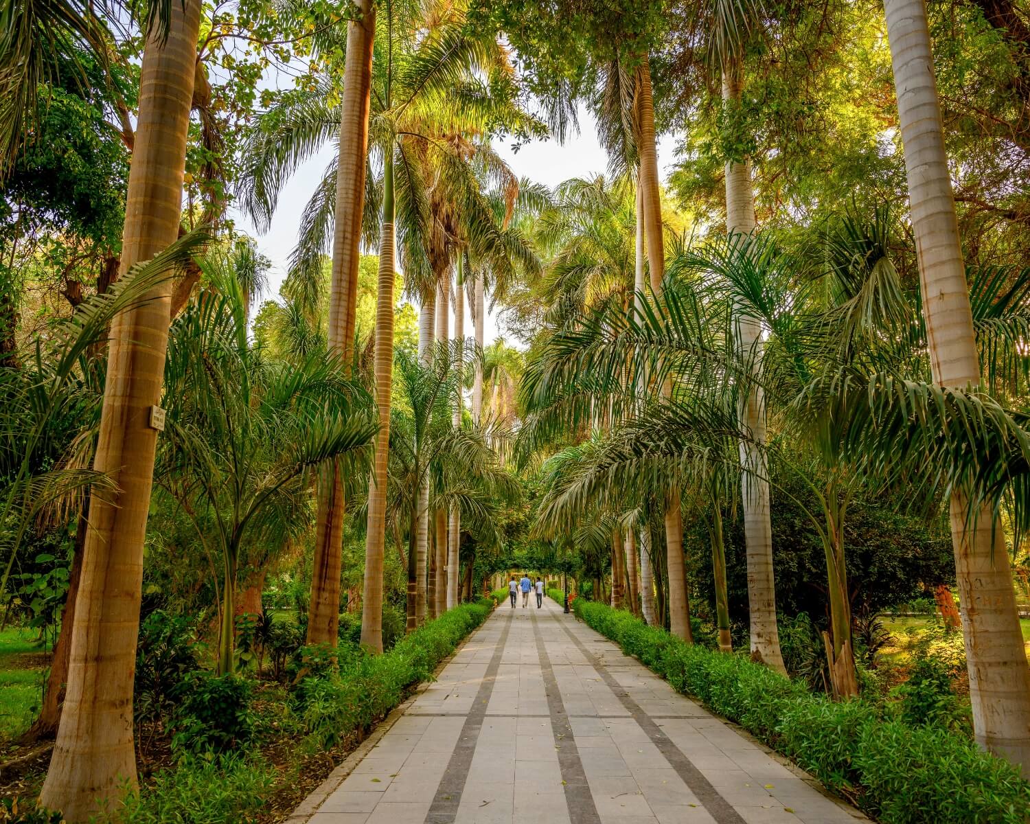 A Comprehensive Aswan Botanical Garden Travel Guide 2026/2027